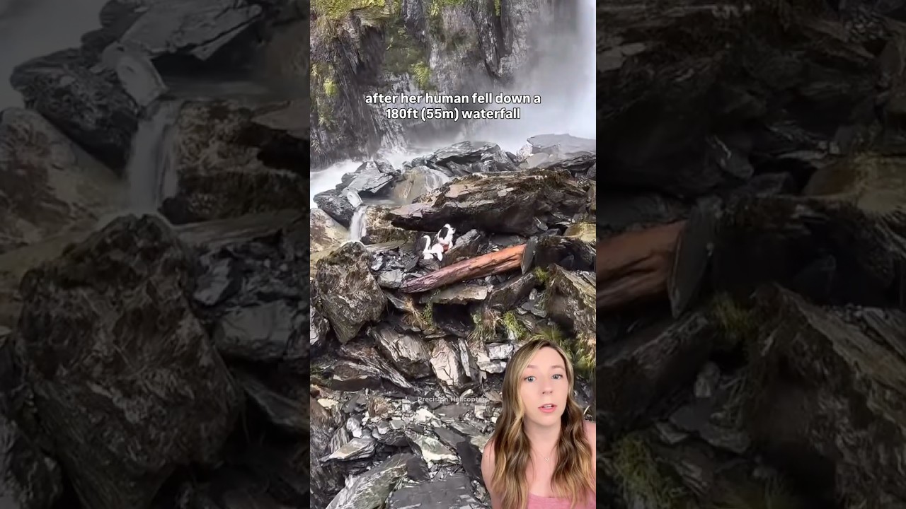 Dog goes missing after hiker falls over waterfall; community refuses to give up on her #shorts #dogs