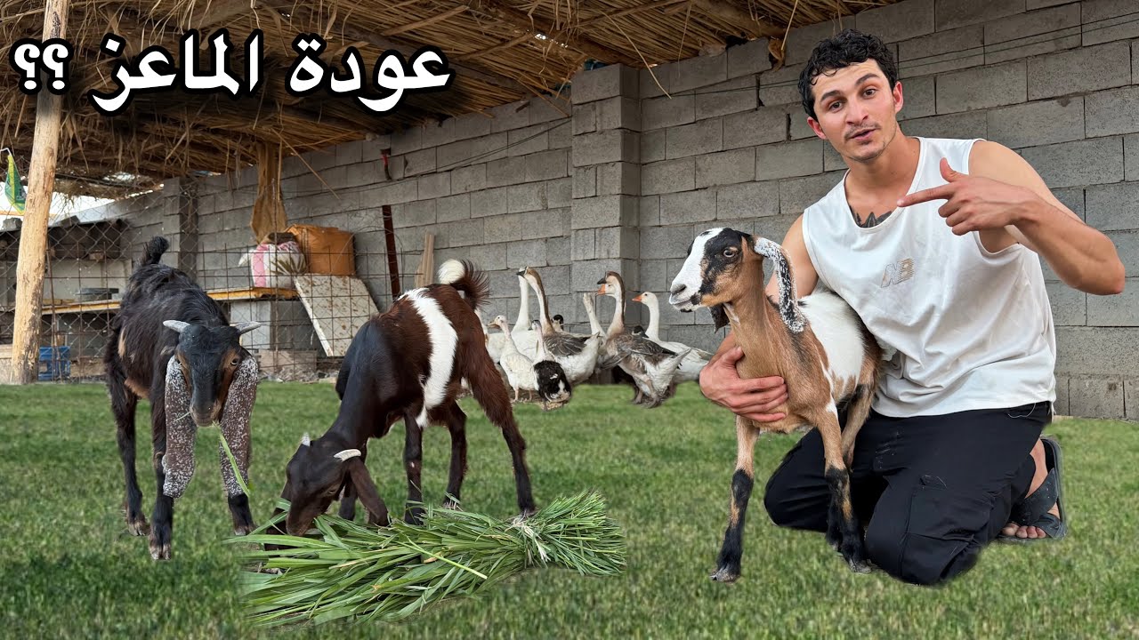 عودة الماعز إلى المزرعة.. بس الله يستر! 😂🔥