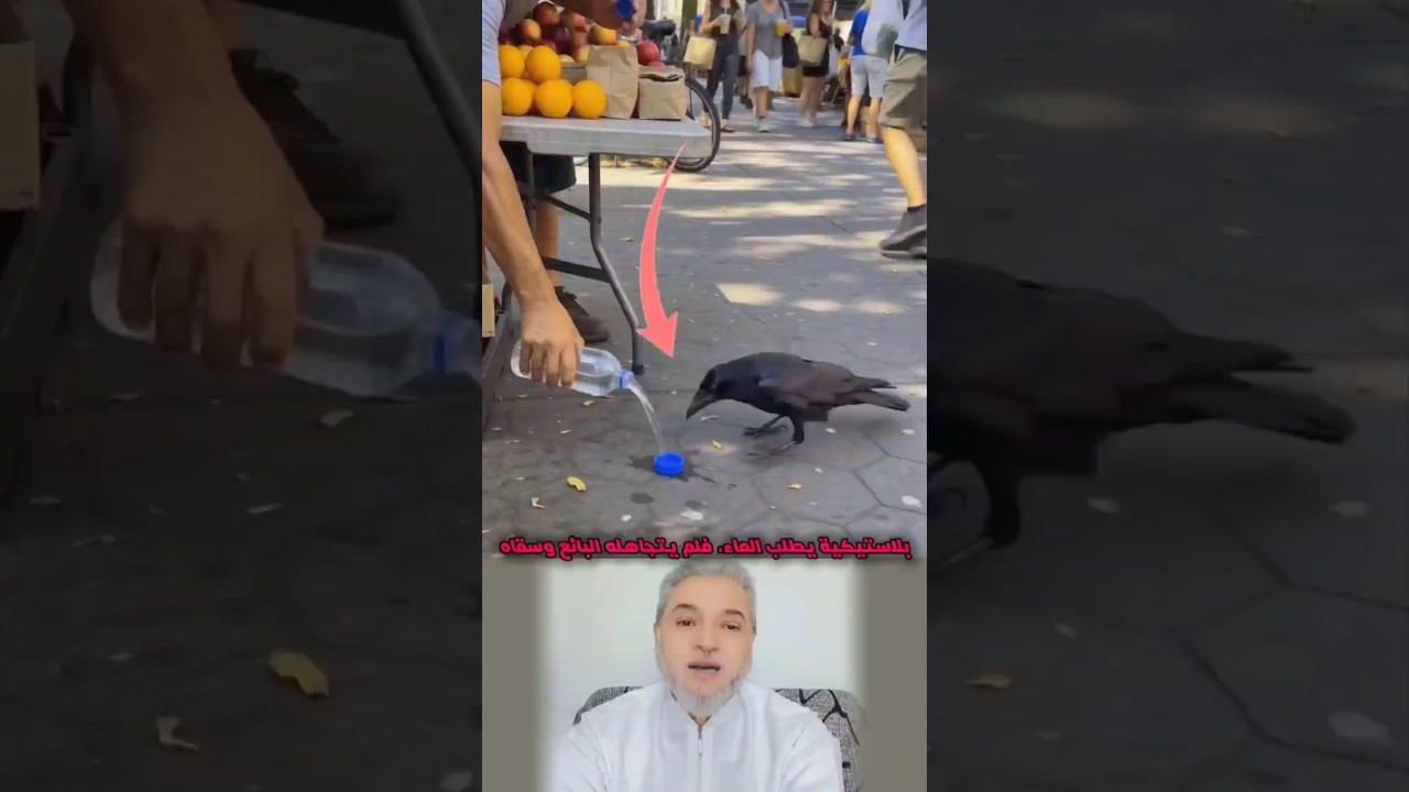 حين تعجز الكلمات تتحدث الحاجة وحين تحضر الرحمة يفهم القلب ما لا يقال 🐦‍⬛💧🤍 #animalcompassion #shorts