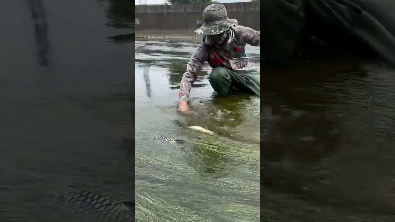 Surga Ikan Mas di Sungai Jepang! #faktaunik