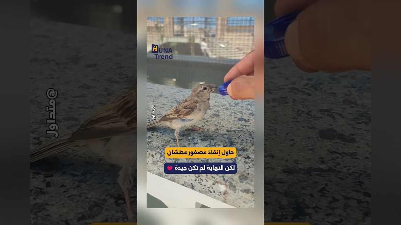 حاول إنقاذ العصفور من العطش.. لكن النهاية لم تكن جيدة لماذا حدث ذلك؟ 💔📷  #هناتريند