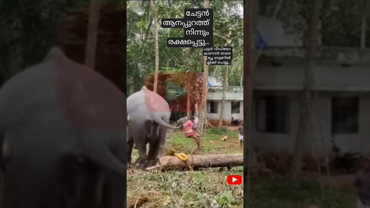 ഹാവൂ.... Just രക്ഷപ്പെട്ടു... | elephant attack #elephant #animals #elephantattack #aanakotta #aana
