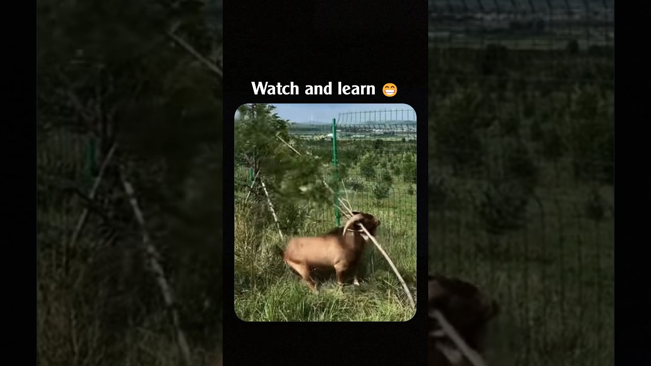 Watch and learn 😁