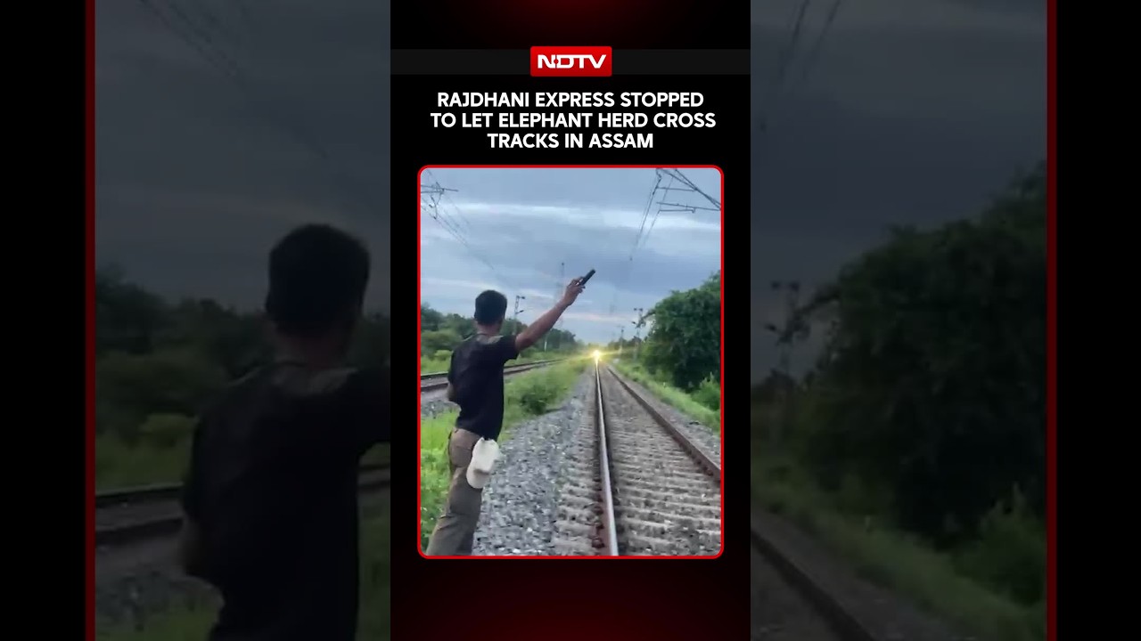 Elephant Herd Crosses Railway Track in Hojai, Rajdhani Express Halted Safely