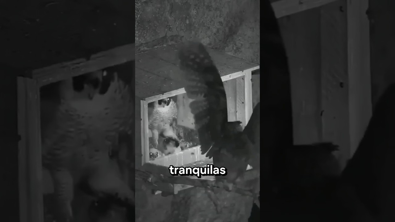 Búho Cobra Venganza De Halcón 🦉