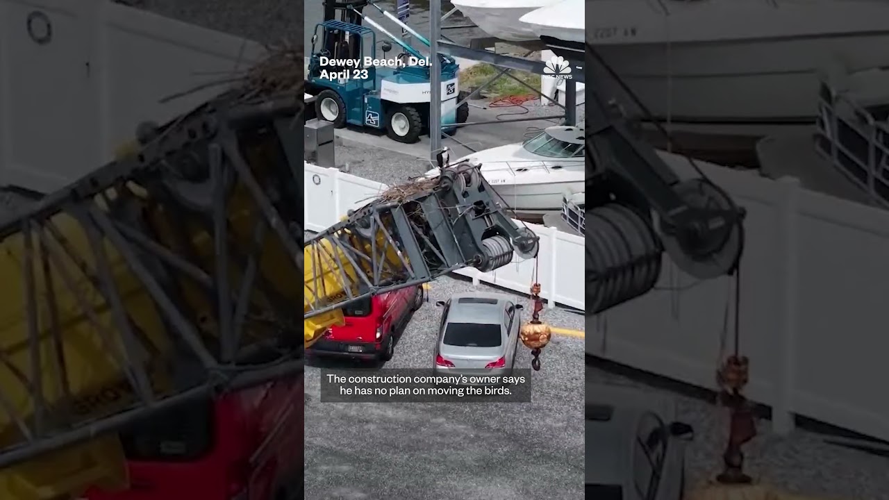 Ospreys halt construction after making a nest on a crane