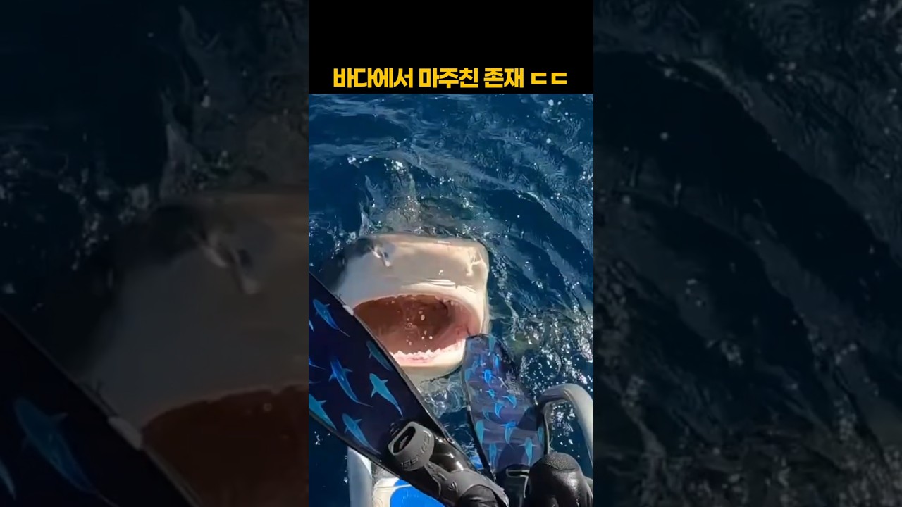 바다에서 마주친 존재 ㄷㄷ