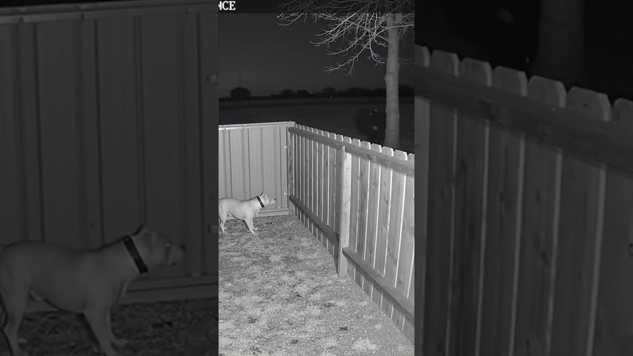 Farm Dog Reacts to Something at 3AM#CCTV#3AM#SecurityFootage#CaughtOnCamera#Unexplained#FarmLife