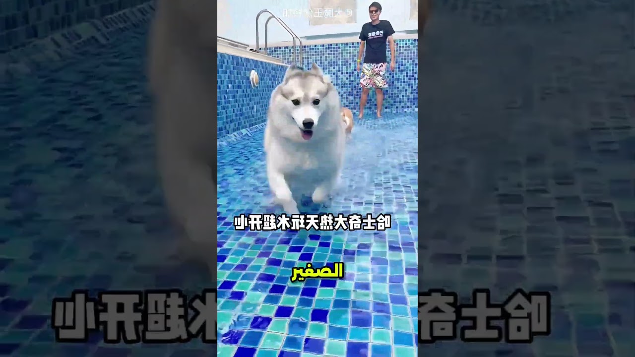 الكلب الصغير معرفش يتعلم خالص #viral