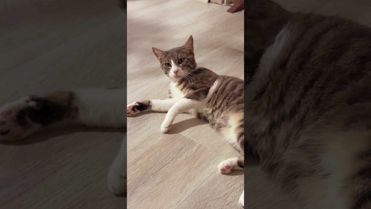 هل قطوس تحاول تتكلم؟🐱 #mrkingo #قطوس