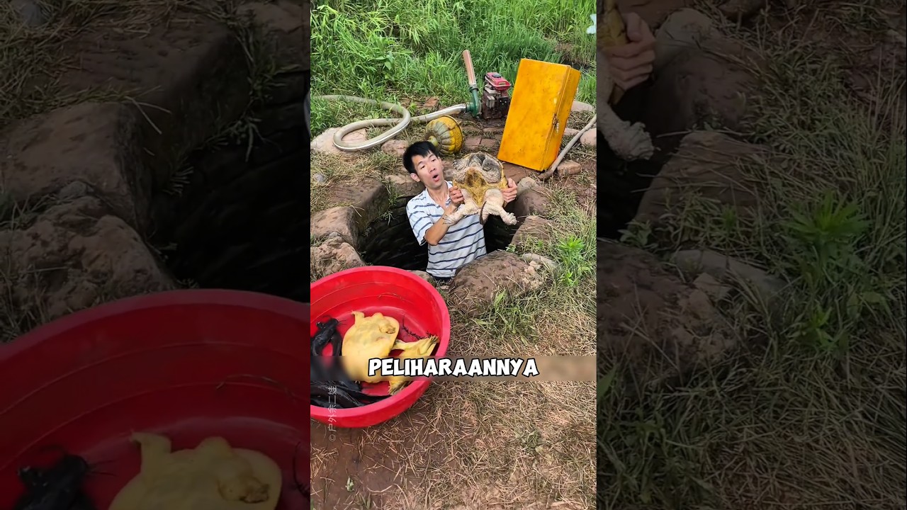 Kura-Kura Peliharaannya Mati… Ternyata Ini Pelakunya! 😱#shorts