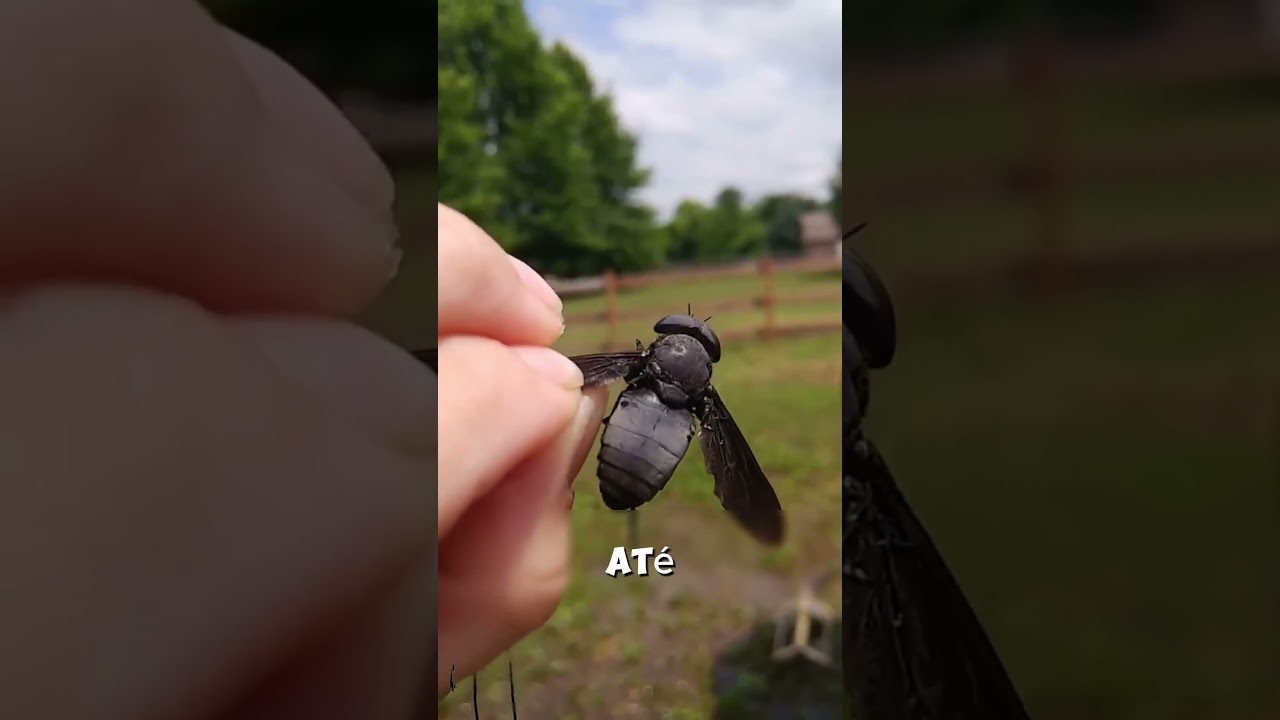 A Mosca Mortal que Aterroriza os Cavalos 🐎#shorts