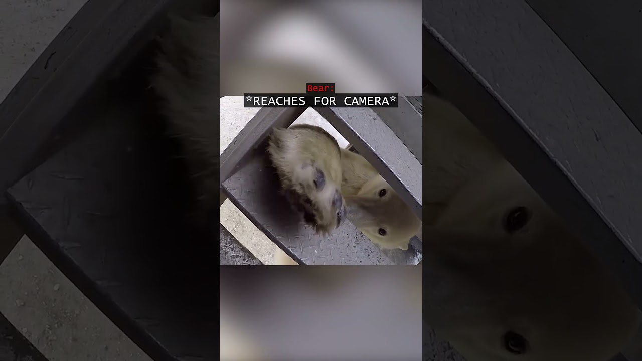 When a Polar Bear Encounter Was Captured on GoPro...