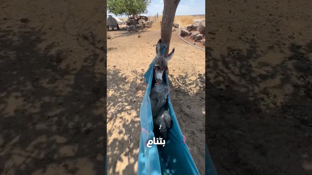 9 حيوانات بتنام بطريقة مستحيل تتوقعها! 💤😱