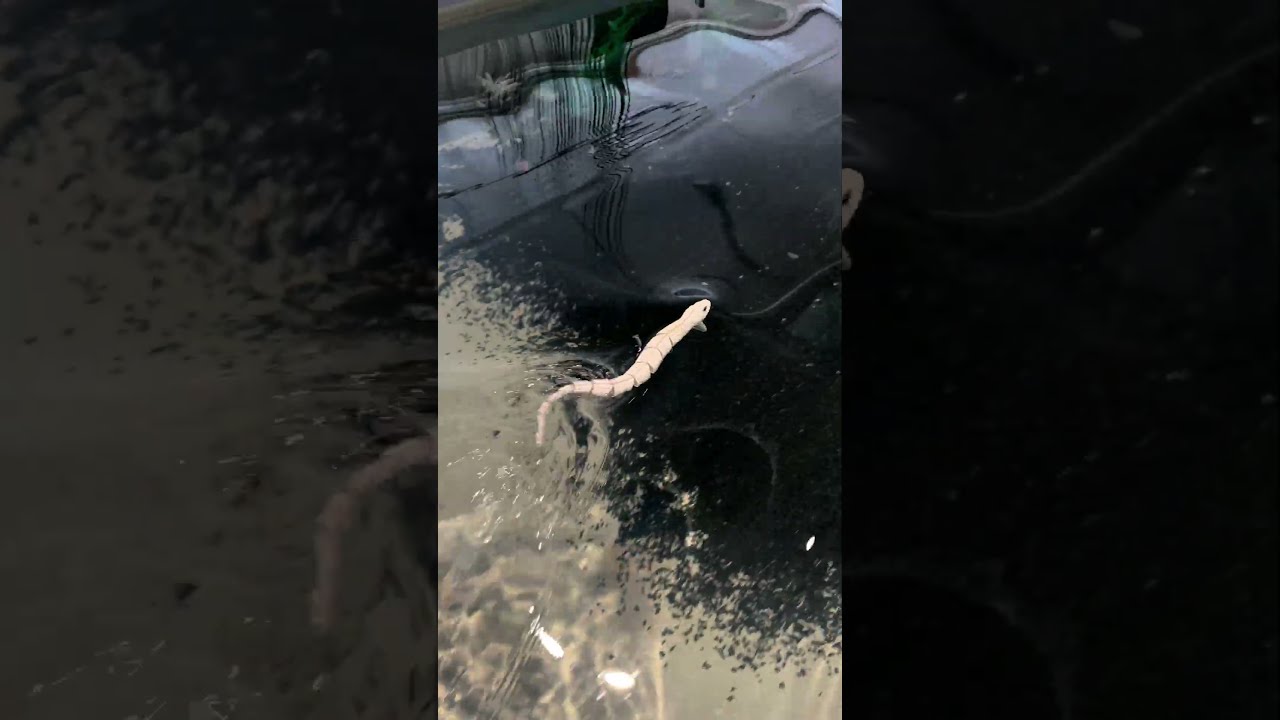 The Craziest Surface Lure for Big Pike? 😱 🐍 3D Snake #SavageGear #fishing  #3DSnake