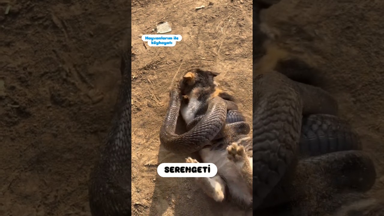 KEŞKE YARDIM ETSEYDİN KEDİYE #serengeti #cat