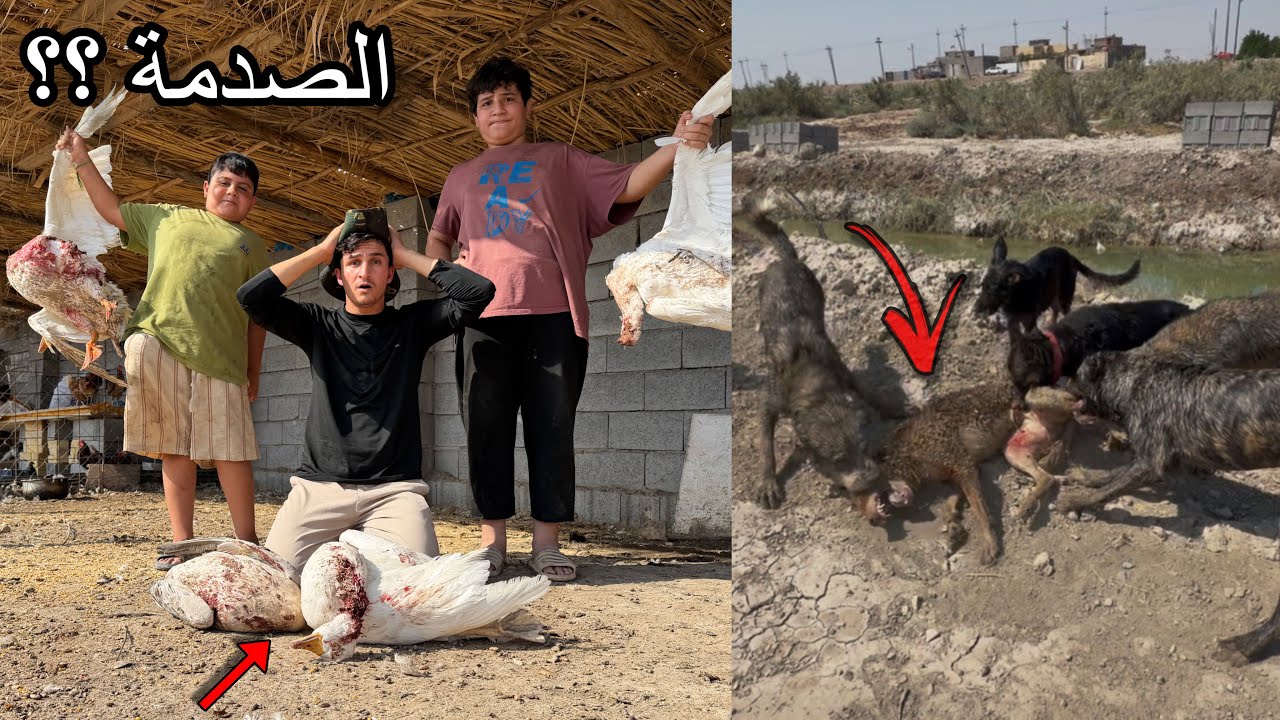 كارثة في المزرعة.. هجوم مفاجئ يقضي على البط بالكامل! 😣💔