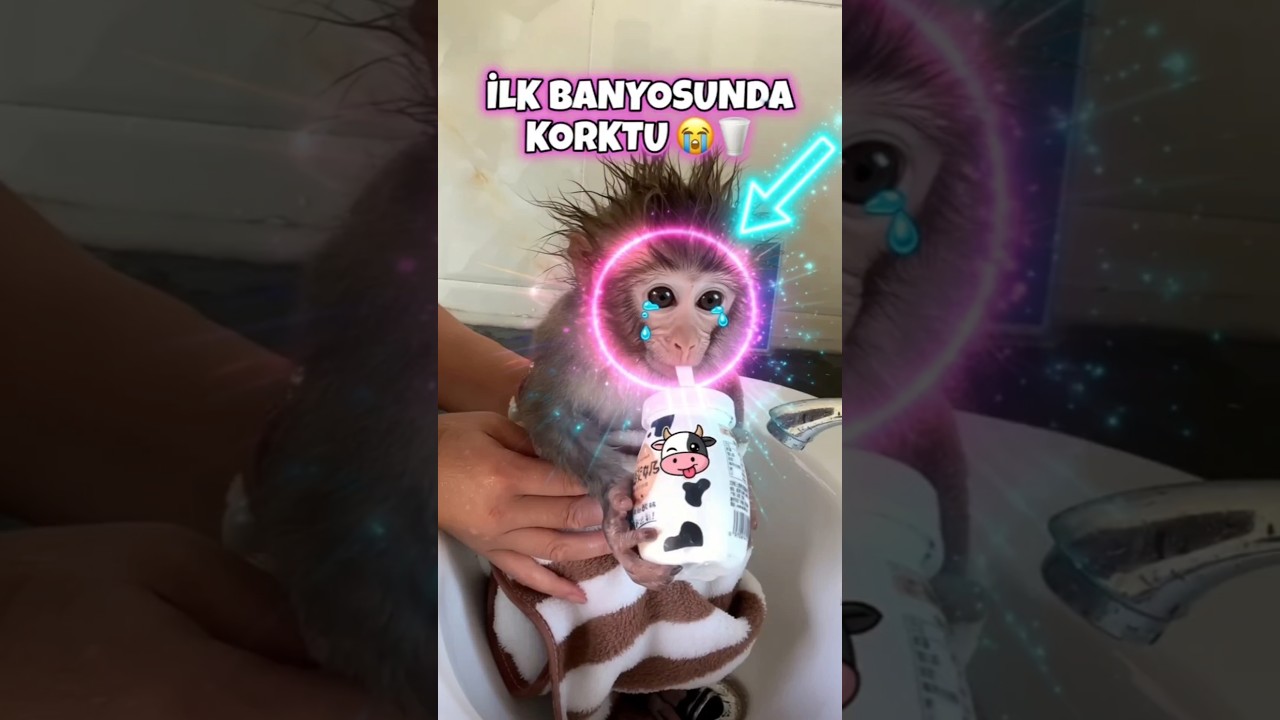 Maymun İlk Banyosunda Korktu! Süt Şişesiyle Avuttu 😭🥛 #shorts