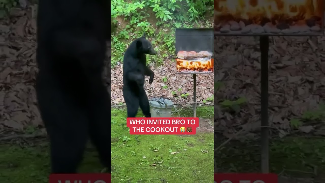 Maybe hes chill tho 😳 #bears #cookout #bbq #funny #culture