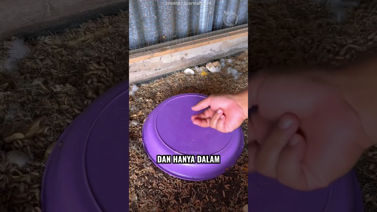 Orang Ini Bisa Buat Pakan Ternak Dengan Gratis!