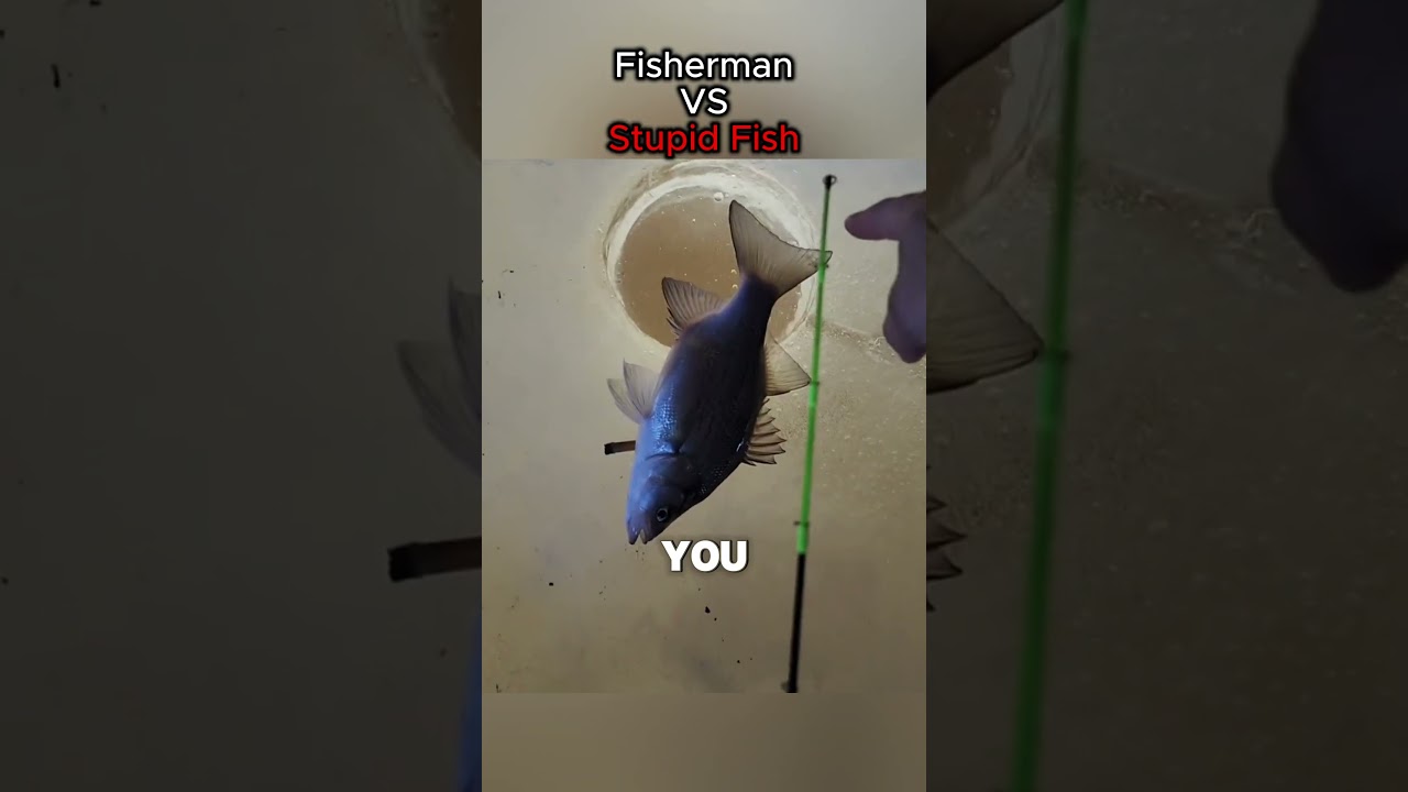 Fisherman VS Stupid Fish