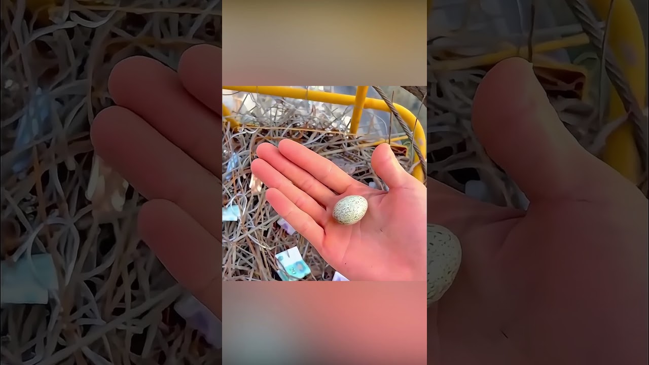 Murai Balas Kebaikan 🐦💖