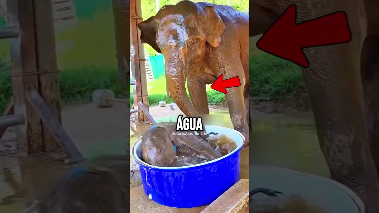 NUNCA DEIXE um ELEFANTE na PISCINA