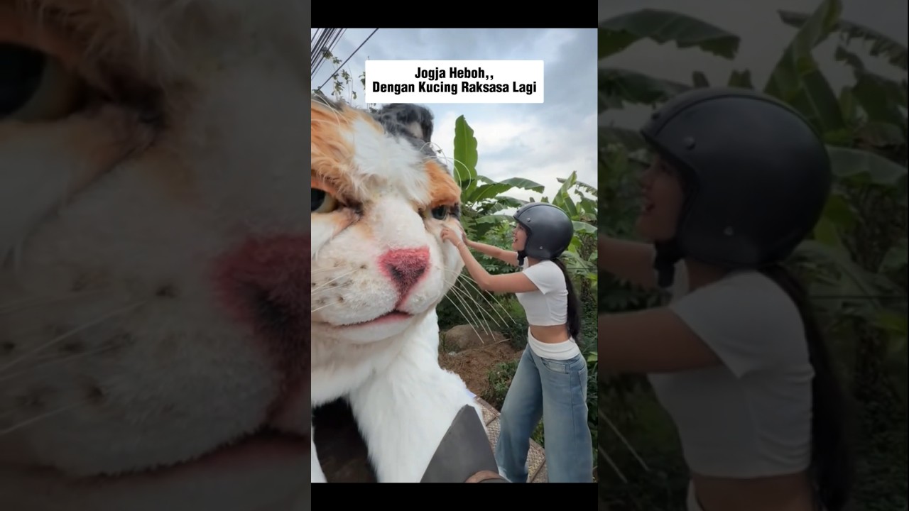 Ada Kucing Raksasa Lagi Di Jogja #shorts #cat #kucing #animals #funny #pets #kitten #cute