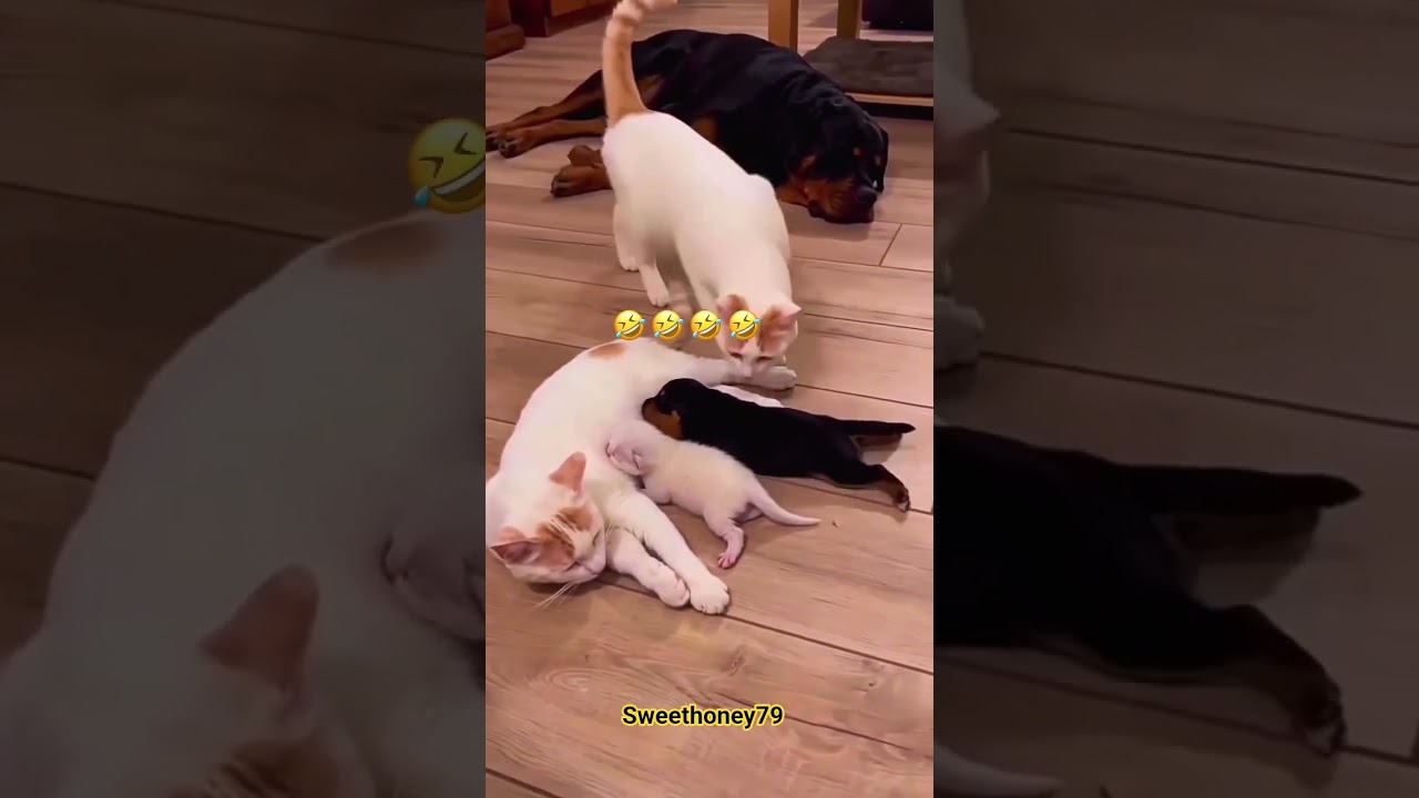 “ASTIG NA PUSA vs Rottweiler! 😂 Di Inatrasan  #CatVsDog #FunnyAnimals #Pusa #Rottweiler #shorts