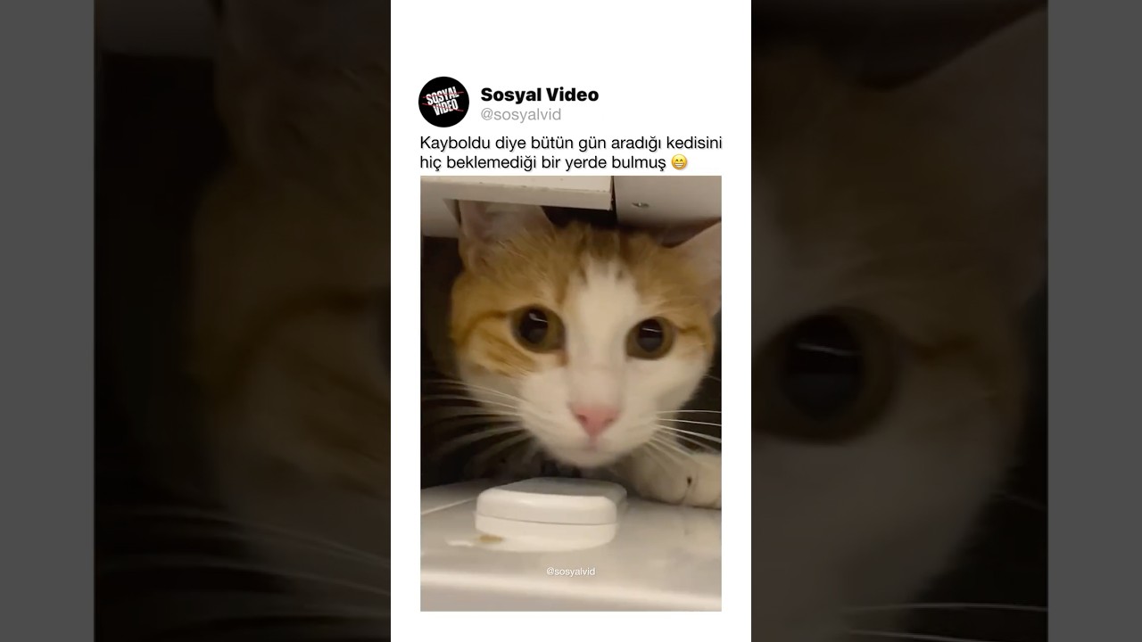 Kayboldu diye bütün gün aradığı kedisinihiç beklemediği bir yerde bulmuş 😁