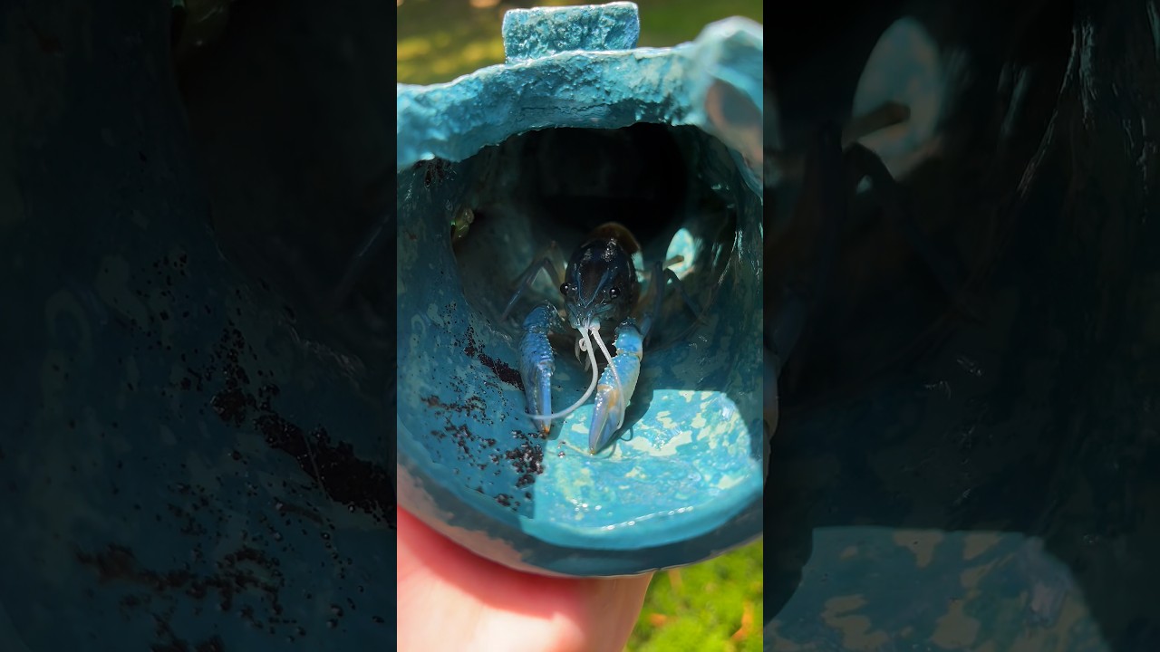 THE ODDS OF THIS CRAWFISH EXISTING IS .0001%