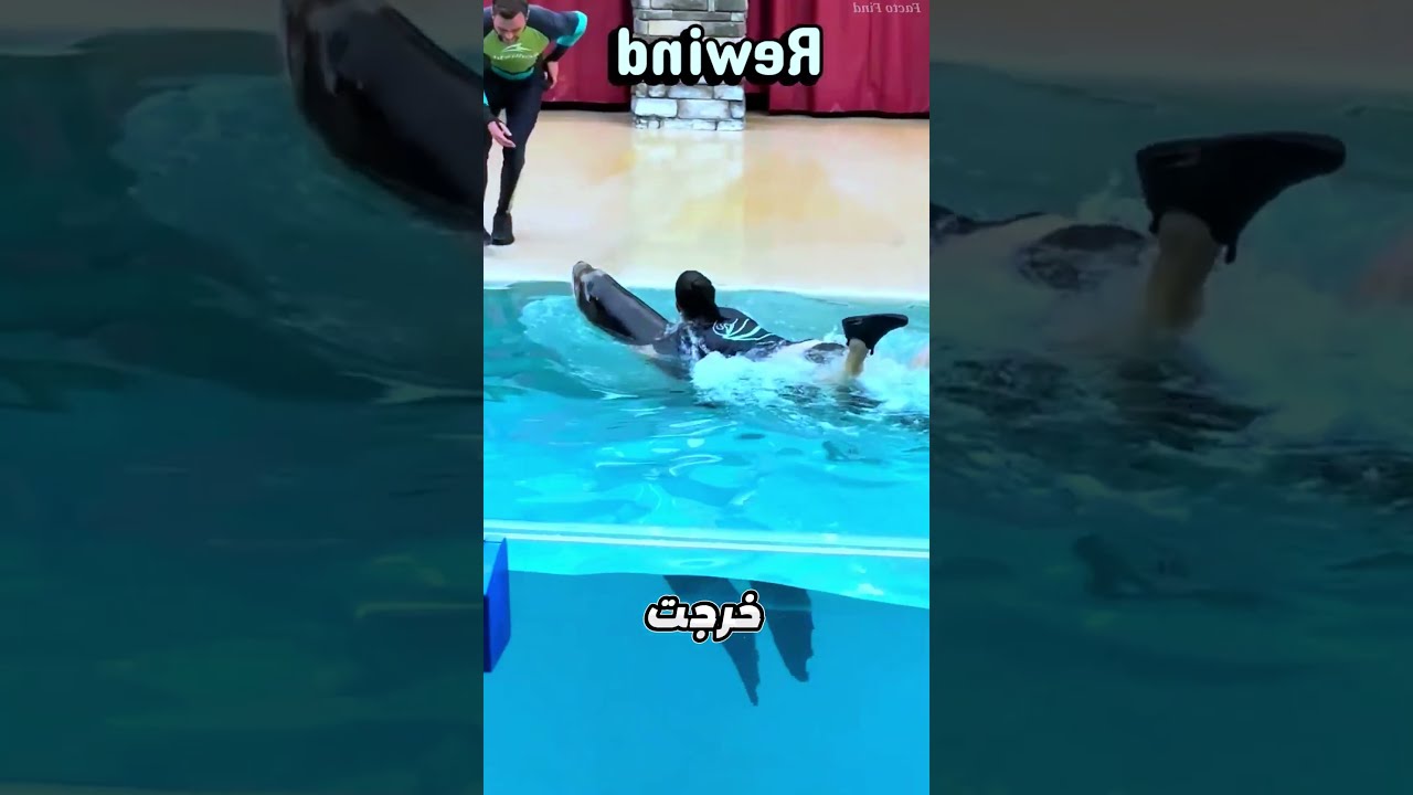 أسد البحر أنقذ البنت بسرعة 😱🦭