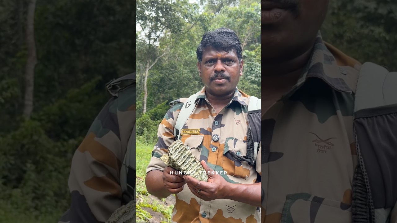 ആനയുടെ പല്ല് കണ്ടിട്ടുണ്ടോ? പ്രായം എങ്ങനെ മനസിലാക്കാം ❗️#shorts #shorysfeed