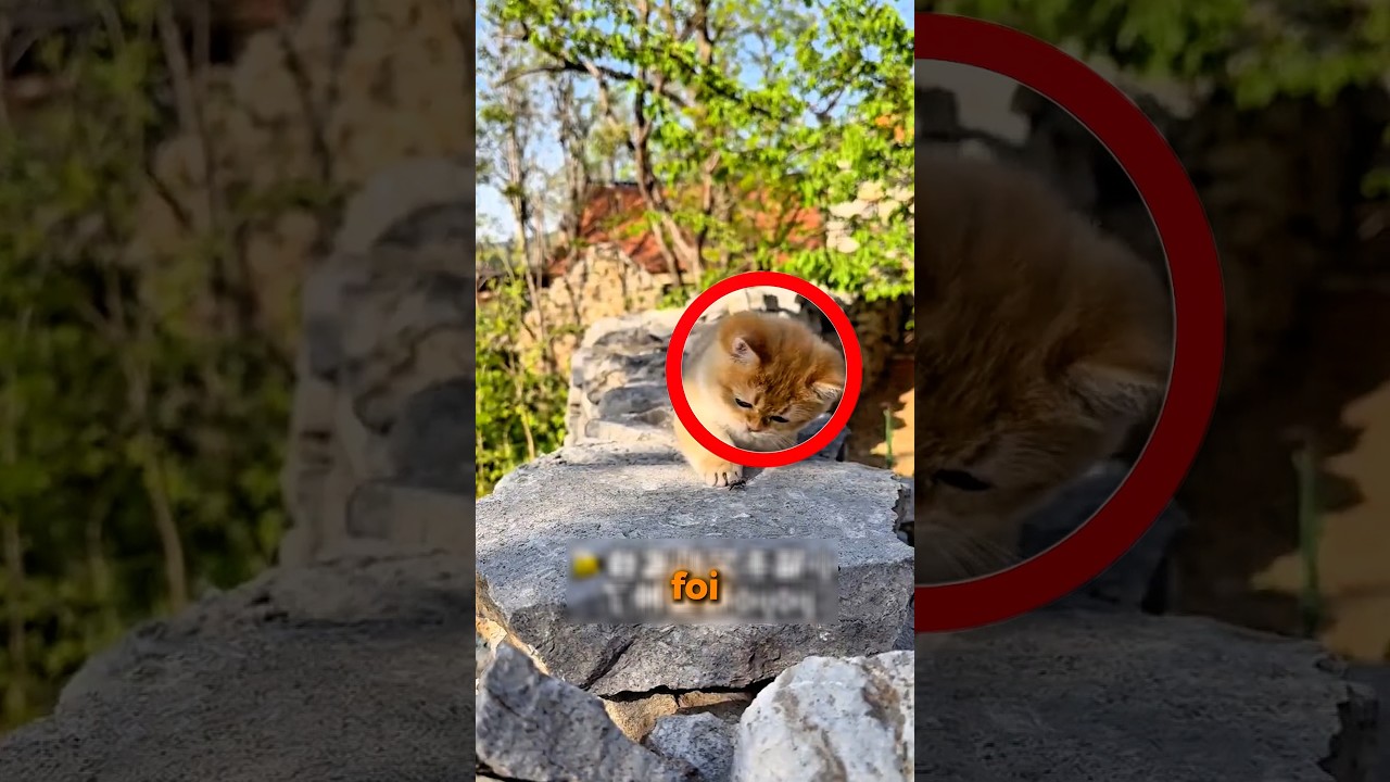 O Gatinho Só Queria CUIDAR Dele! #curiosidades #incrível #gatos