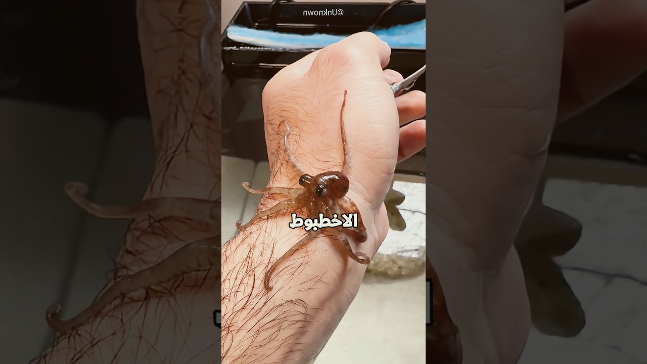 الاخطبوط رجع لصاحبه فجأة😰☠️