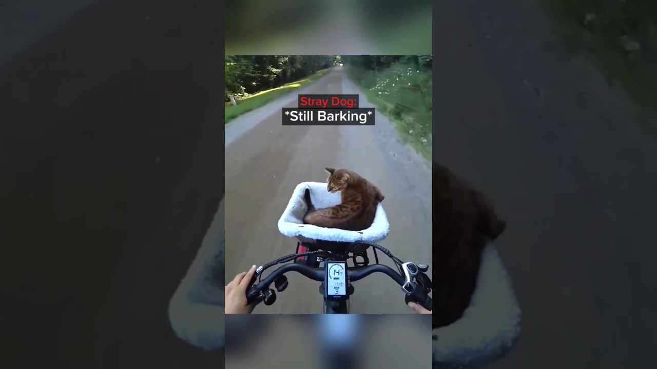 These Dogs picked the WRONG Cat😳