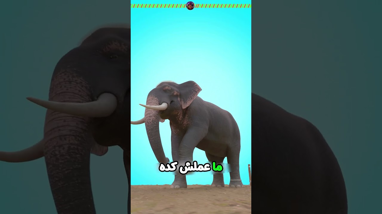 مستحيل😱أقوى حيوان يرضى بالذل🐘💀 #الحكيم_زعتر