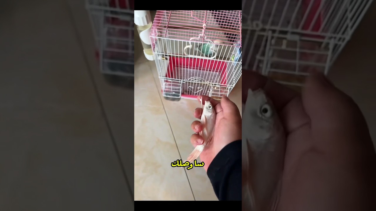 🐟😂 رحلة السمكة المرحة بين البيوت الخاطئة! وأخيرًا وجدت منزلها الصحيح! 🏠💦🔥