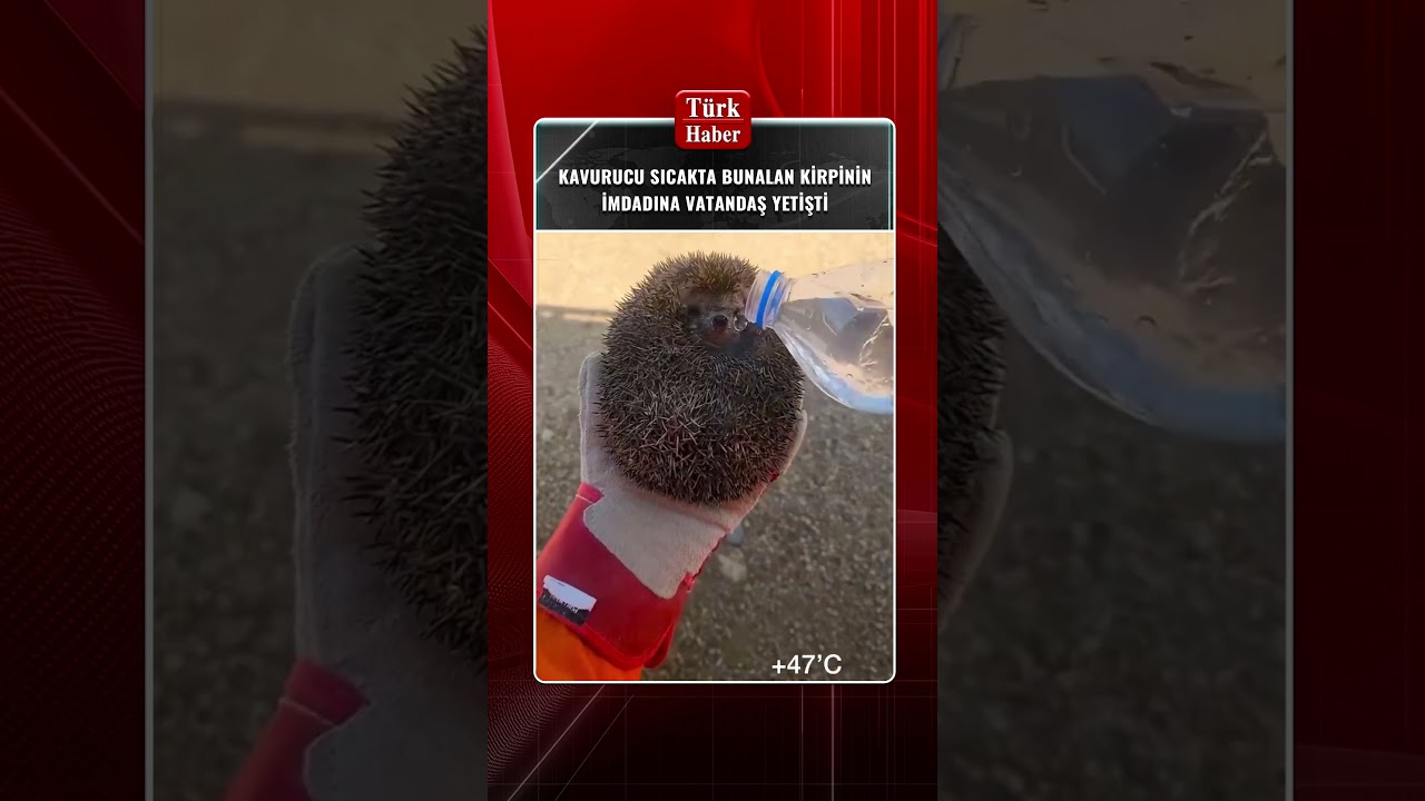 KAVURUCU SICAKTA BUNALAN KİRPİNİN, İMDADINA VATANDAŞ YETİŞTİ