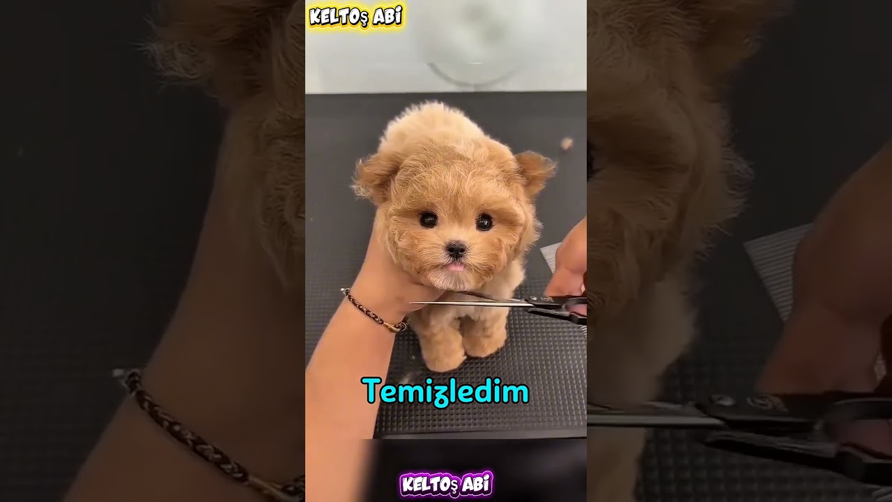 🐶 Bu Köpek Önünü Bile Göremiyordu! Son Hali Şoke Etti! 😍