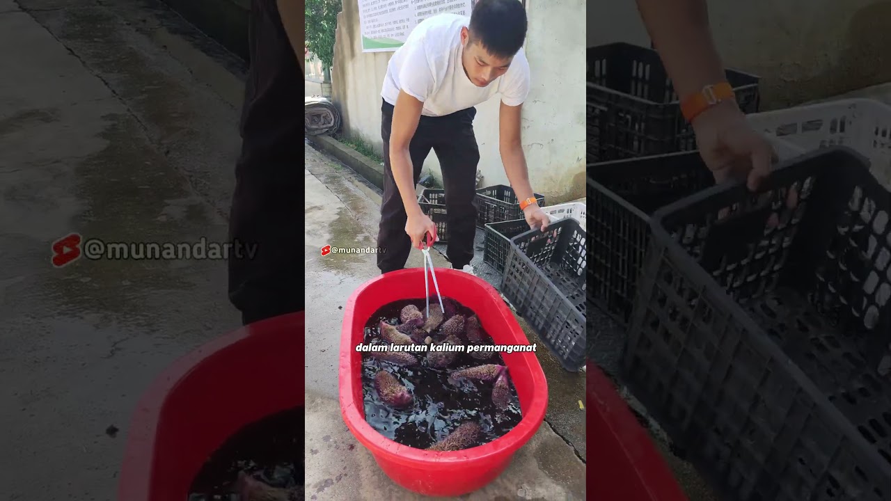 Gak dimakan, gak seru! #munandartv #faktaunik