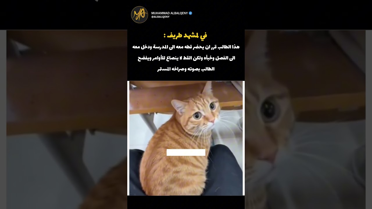 ردة فعل القط عندما دخل المدرسة #shorts