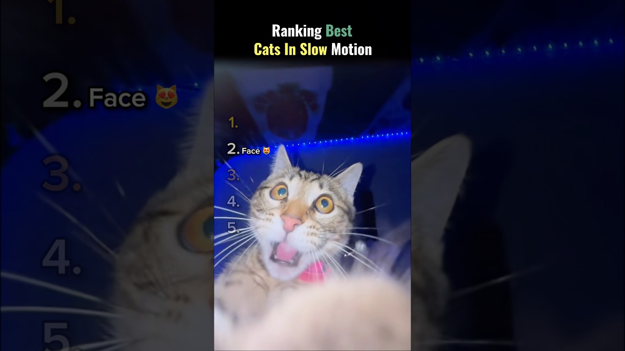 Ranking Cats in Slow Motion 😼
