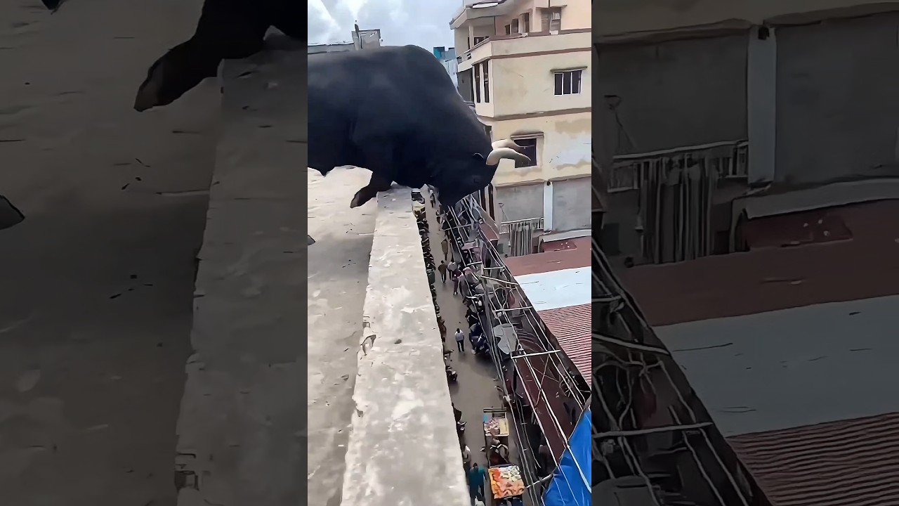 O último foi o pior #animais #bichos #curioso