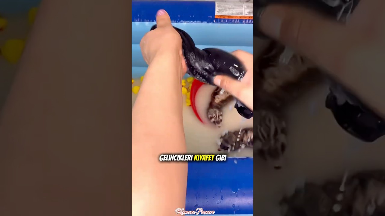 Gelinciklerin Size Söylemeyeceği Sırları 🦦🤫