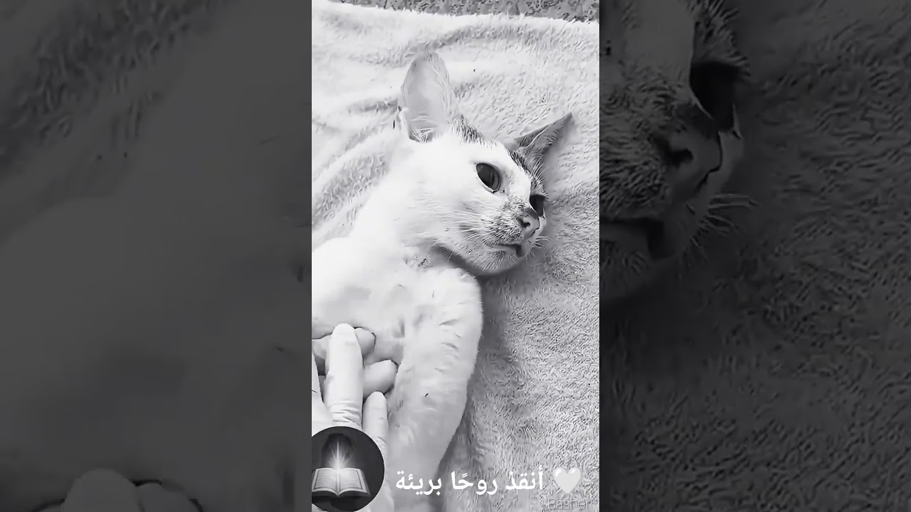 ارحموا من في الأرض يرحمكم من في السماء⁦♡  #المصحف #لايك