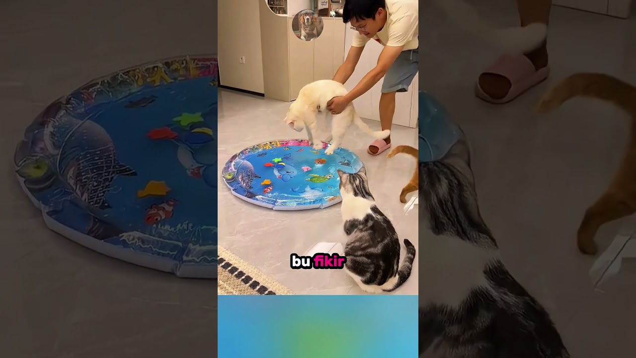 Balıklı Su Yatağını Patlatan Yaramaz Kediler 😹🐟🐾