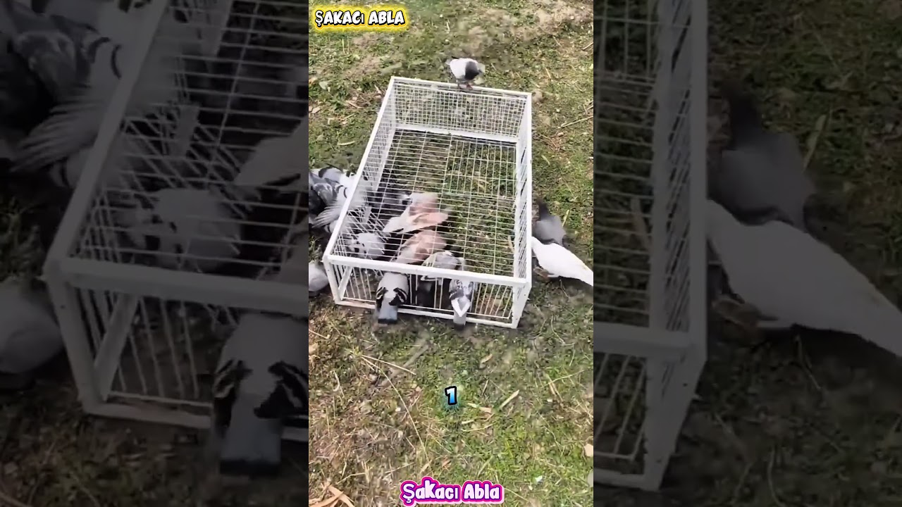 Bu Kafese Giren Kuşlar Bir Daha ASLA Çıkamıyor! 😱🐦