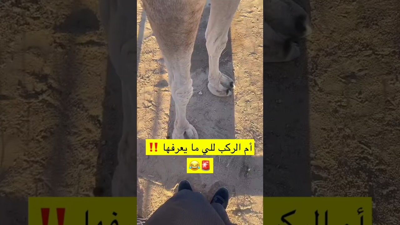 ام الركب الي مايعرفها😂‼️