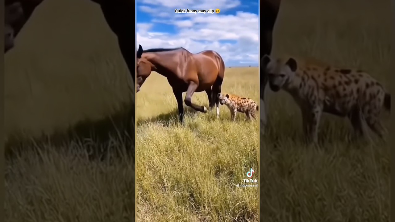 Quick Funny May Clip 😂 #shorts #shortfeed #funny #animalprank #funnyanimal #short #laugh